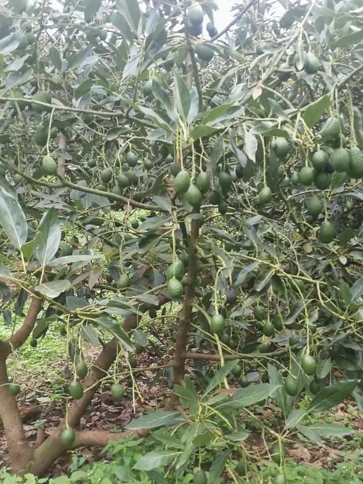 牛油果很容易养,三四年就能结果