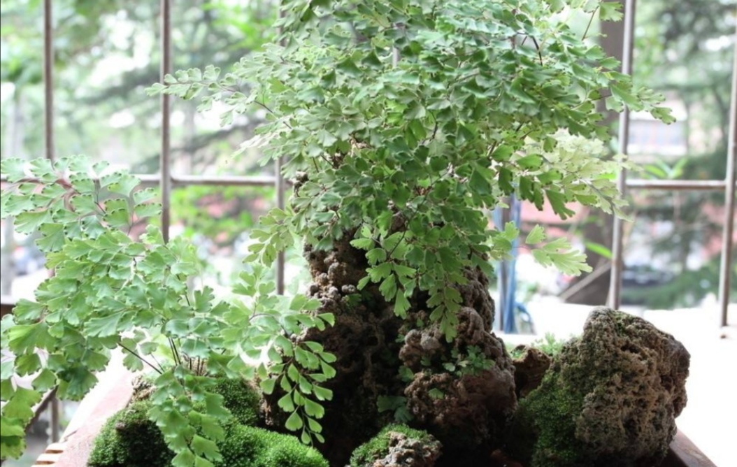 养铁线蕨盆中配块上水石就是美观的小盆景