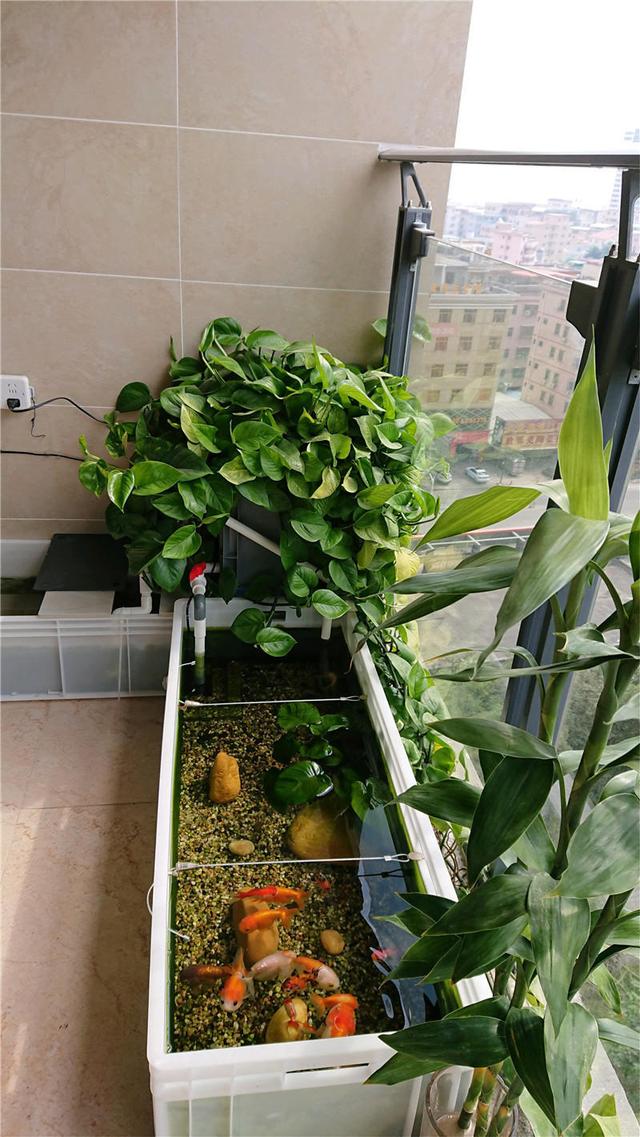 家里有鱼缸利用起来养了绿萝直接扔缸里有水有肥绿萝缠着墙爬