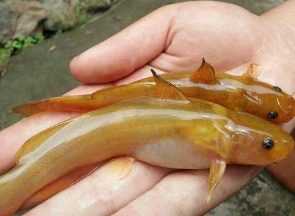 这鱼看着像黄颡鱼,身体金黄很通透,求钓友们鉴定