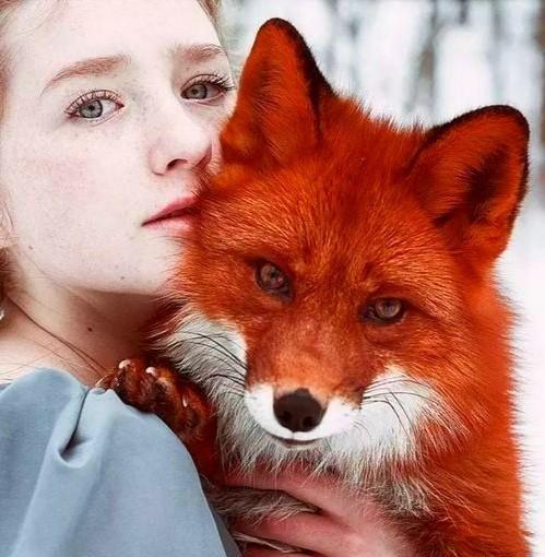 红狐真实图片
