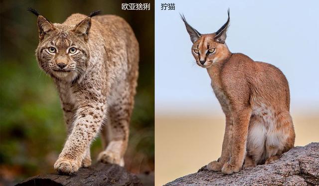 浅谈猞猁对生态系统的影响,起到了疾病控制、调节物种发展的作用