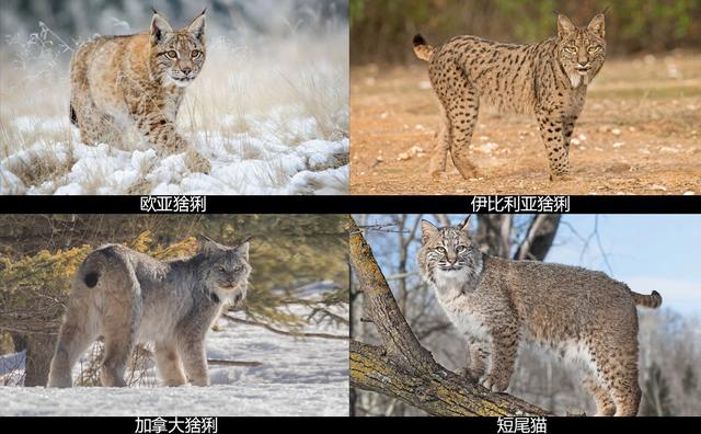 浅谈猞猁对生态系统的影响，起到了疾病控制、调节物种发展的作用
