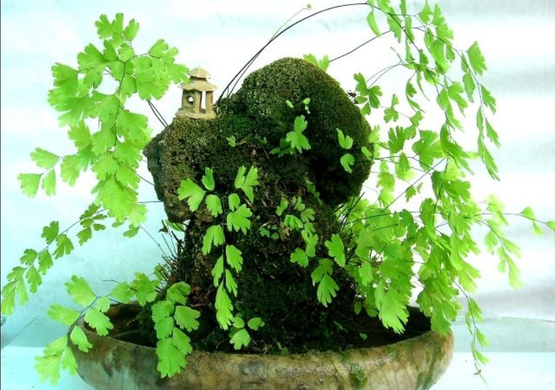 养铁线蕨盆中配块上水石就是美观的小盆景