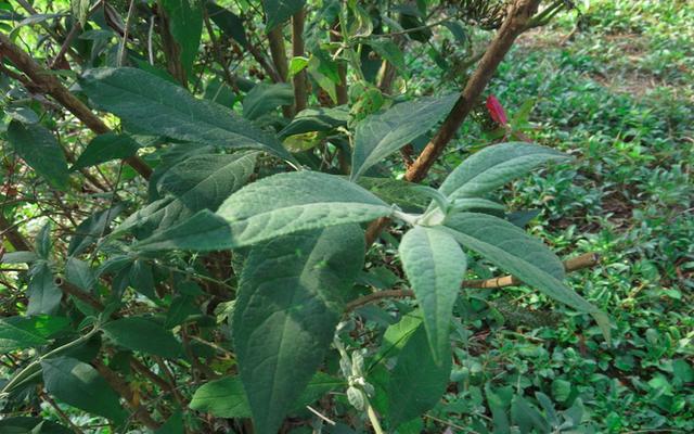 农村的秘密武器醉鱼草拔棵杂草就能抓鱼还是天然的农药