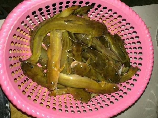 连着钓了一夜的鱼,全是这种黄色的鱼,这是黄辣丁吗,求钓友鉴定