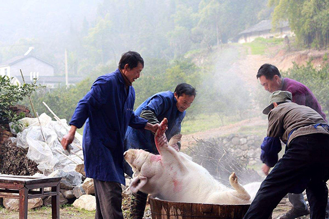 農村老農殺年豬2頭,做成600斤臘肉,只為城中兒子過年有肉吃