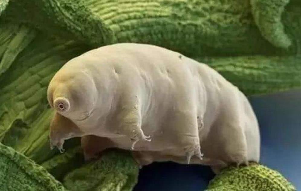 地球上的"外星生物",将火山当泳池,几百度高温奈何不了它