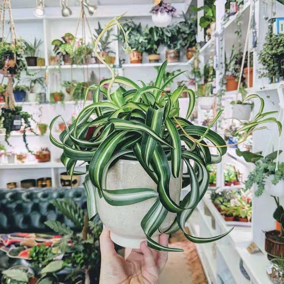 吊兰|花盆|散射_新浪新闻