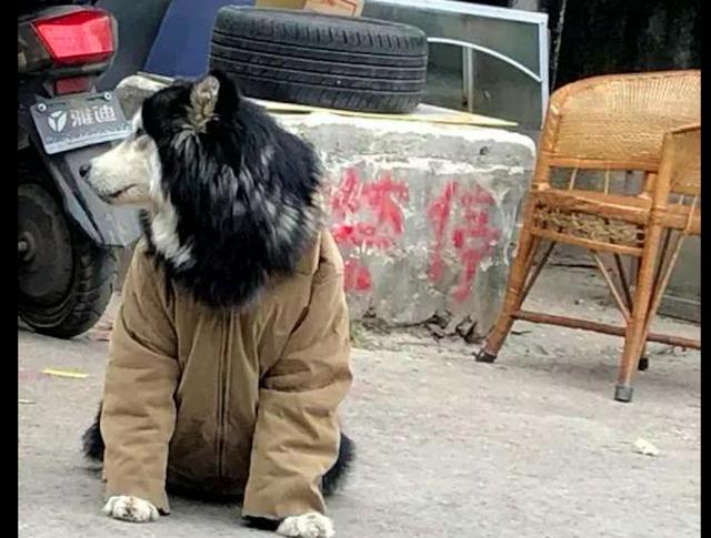 主人给阿拉斯加穿上了厚衣服,狗狗一脸的生无可恋:我真的很热!