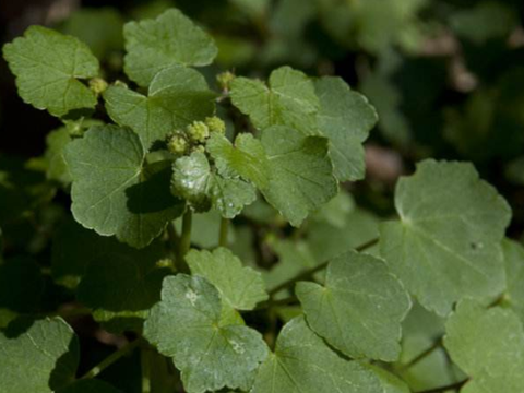 农村这种野草俗称"乞食碗",既是菜又是药,经常吃能清热治痔疮