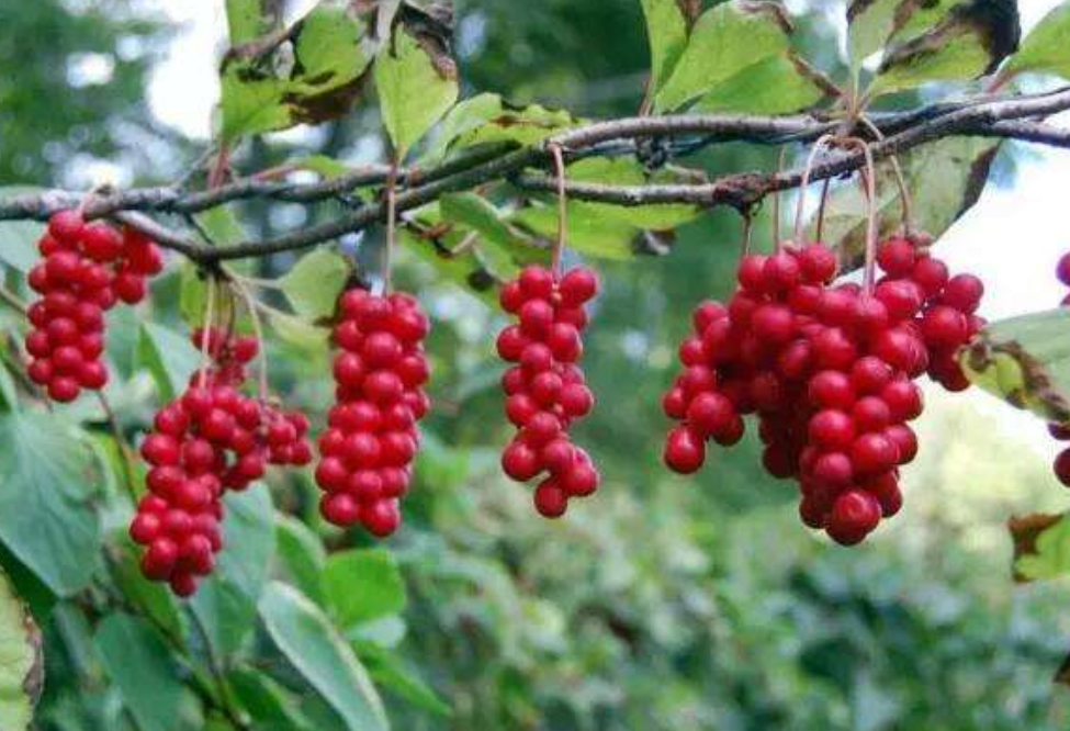 大妈卖野生"红葡萄",十元一斤吃货争着买,吃一口有五种味道