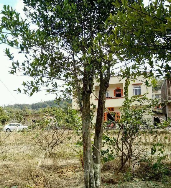 农村这种野果长得像山竹吃多牙齿会变黄一斤卖到50元