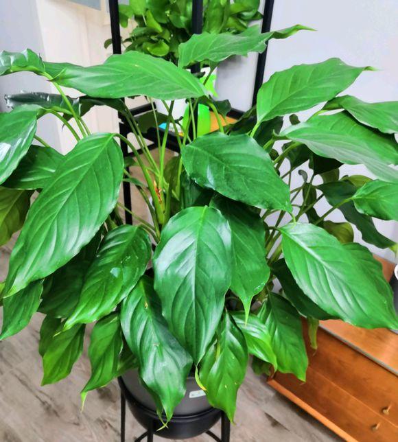 10种常见的盆栽植物,了解它们的习性,不怕养不好,就怕长爆盆|万年青