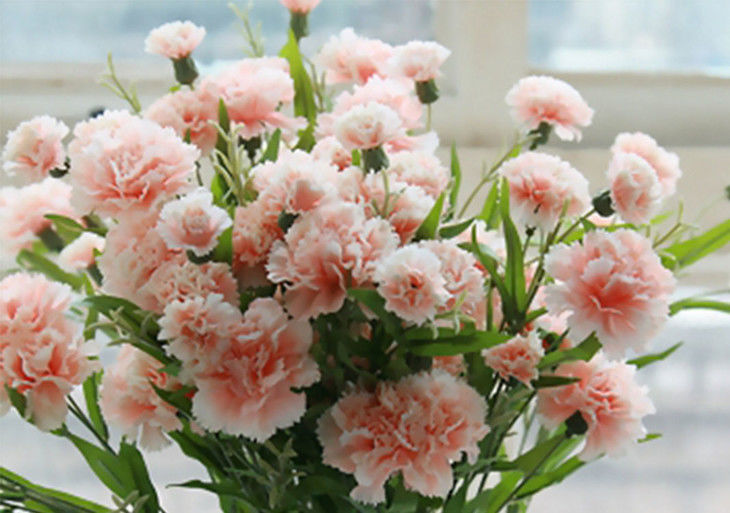 此花是母亲之花,有着优美的花姿,代表着最伟大的爱