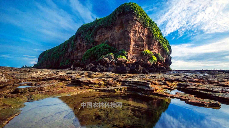 涠洲岛海水正蓝一县一品公益助农广西海城特产涠洲海参