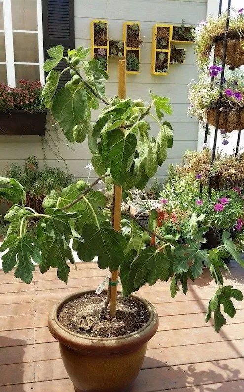 如何在花盆里养好无花果