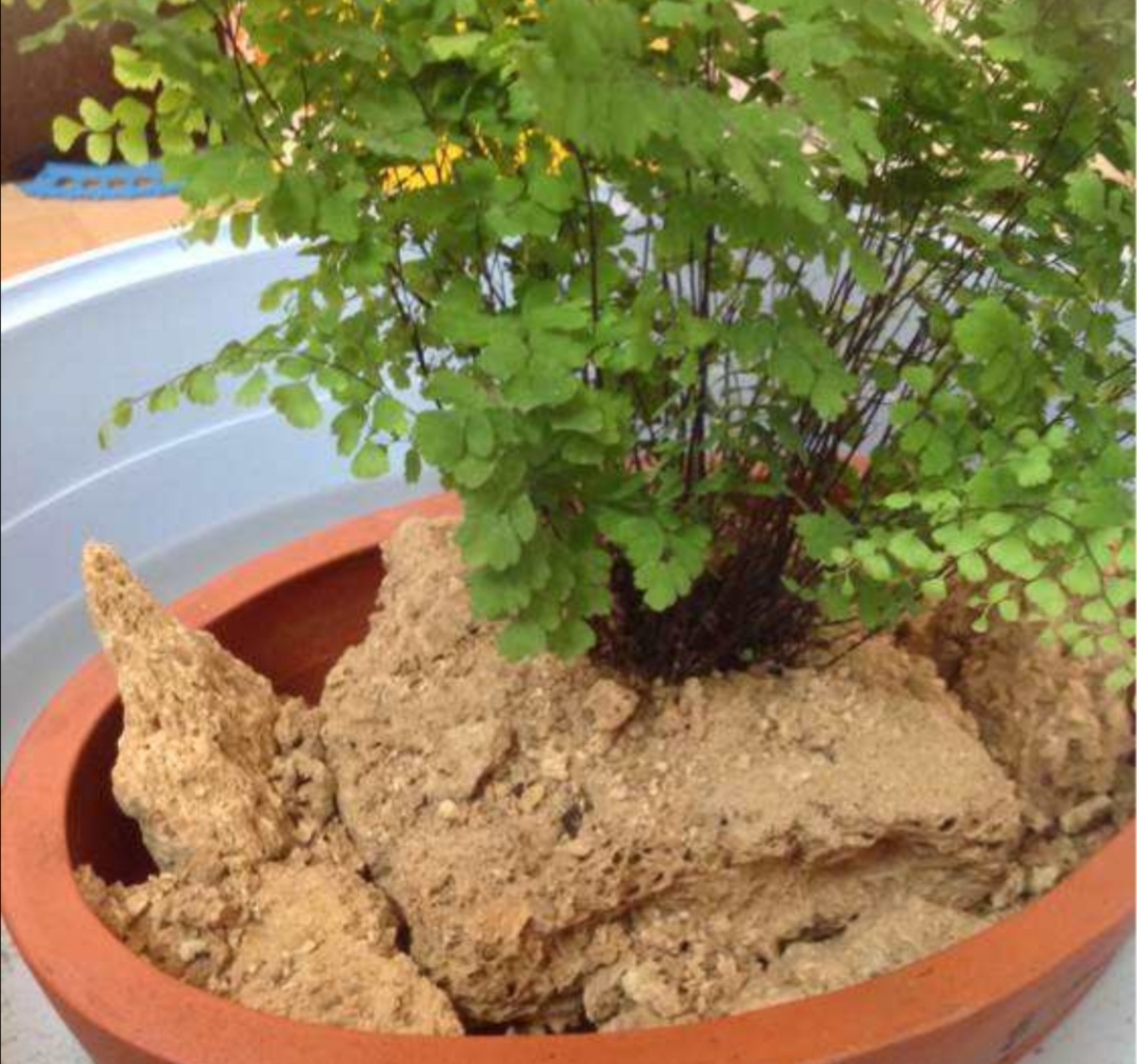 养铁线蕨盆中配块上水石就是美观的小盆景