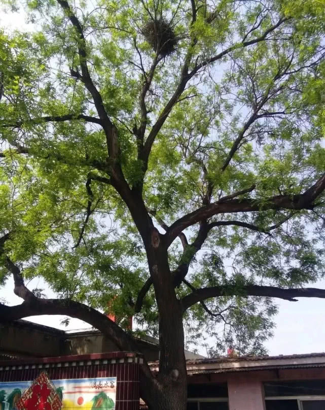 山东宁津有棵功勋树,见证了鲁北抗日风云