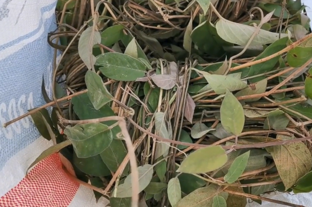 一种臭名远扬的草藤三米外就能闻到臭味客家人却离不开它