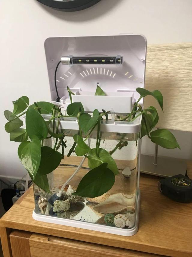 家里有鱼缸利用起来养了绿萝直接扔缸里有水有肥绿萝缠着墙爬