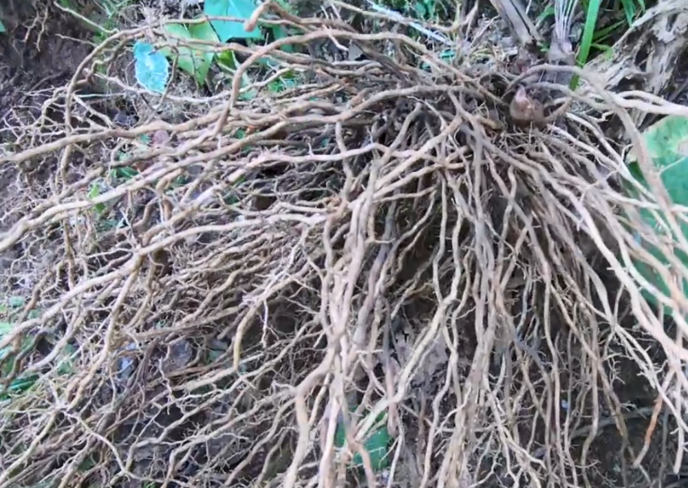 其实这种药材就是牛尾菜,又称马尾伸根,过江蕨,大伸筋草,背梁骨,软叶