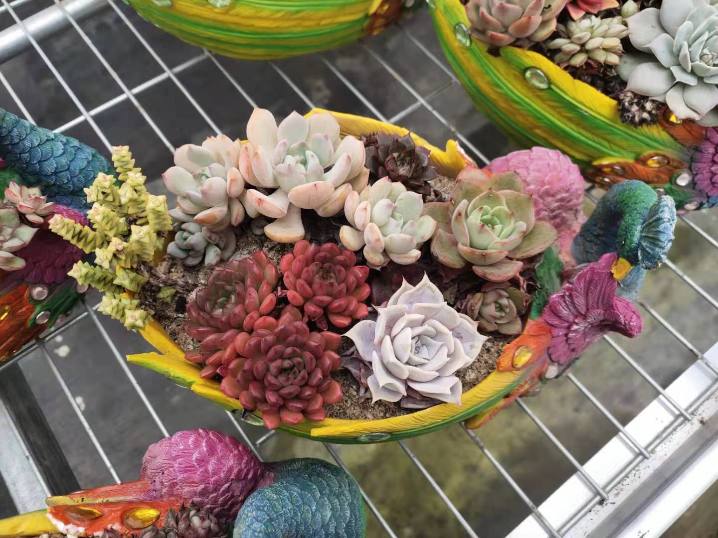 多肉入盆,5种不同的搭配风格,你喜欢哪一种?|组合|盆景|盆栽_新浪新闻