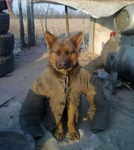 狗狗的趣味图片,搞笑欢乐逗不停|狗狗|主人|大衣_新浪新闻