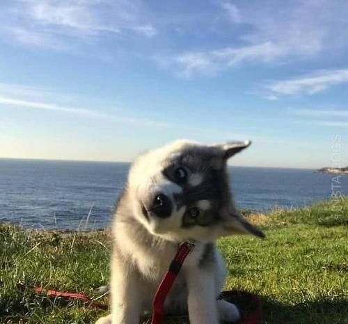 狗狗歪头不只是卖萌,带你读懂狗狗歪头杀的真正含义