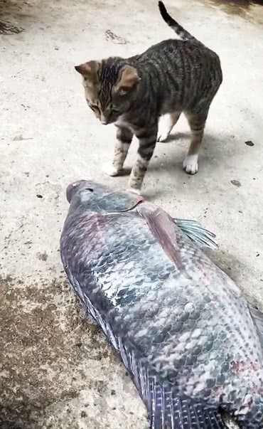 主人买回一条超大的鱼,看到小猫的操作笑坏,这是想抢救下吗?