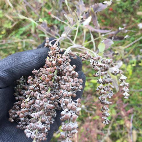 山上一大堆的黄荆子做枕头比荞麦皮还好晚上再也不怕失眠了