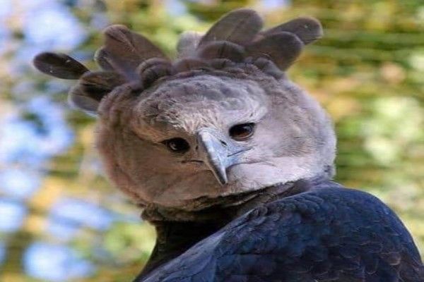 巨型猛禽哈比鹰长相超奇特侧脸超帅正脸却让人无法直视