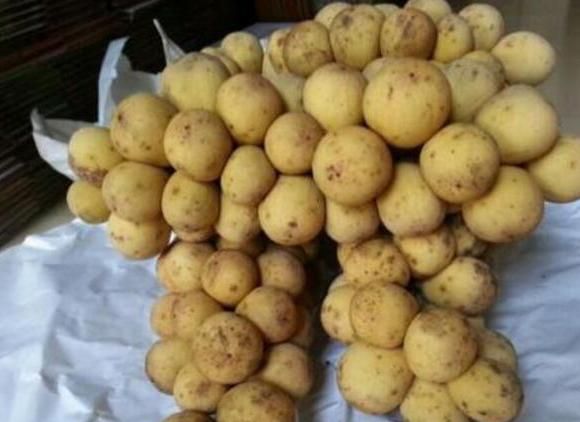南方这一种“水果”，能结上千斤果，卖50元一斤，果农却不愿种