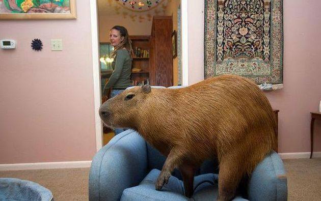 女子养了一只"巨鼠",体重高达100斤,可以做很多事