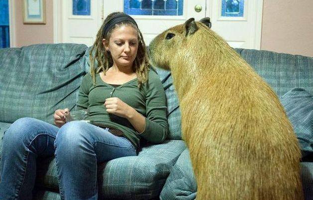 女子养了一只"巨鼠",体重高达100斤,可以做很多事