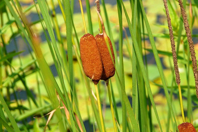 农村娃们这种农村水边常见的香肠草你还傻傻当蜡烛用么