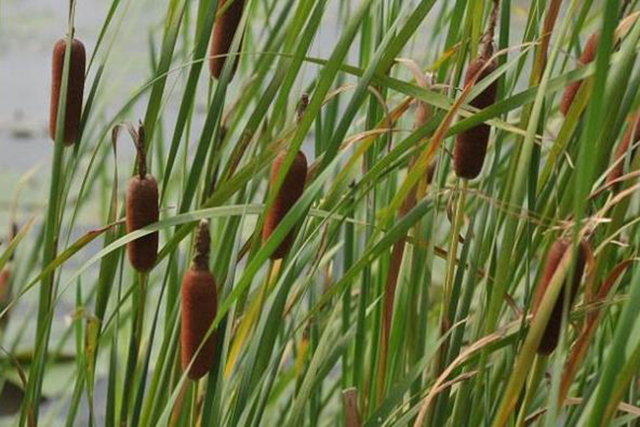 菖蒲|香肠|蒲黄_新浪新闻