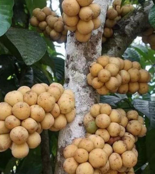 南方这一种“水果”，能结上千斤果，卖50元一斤，果农却不愿种