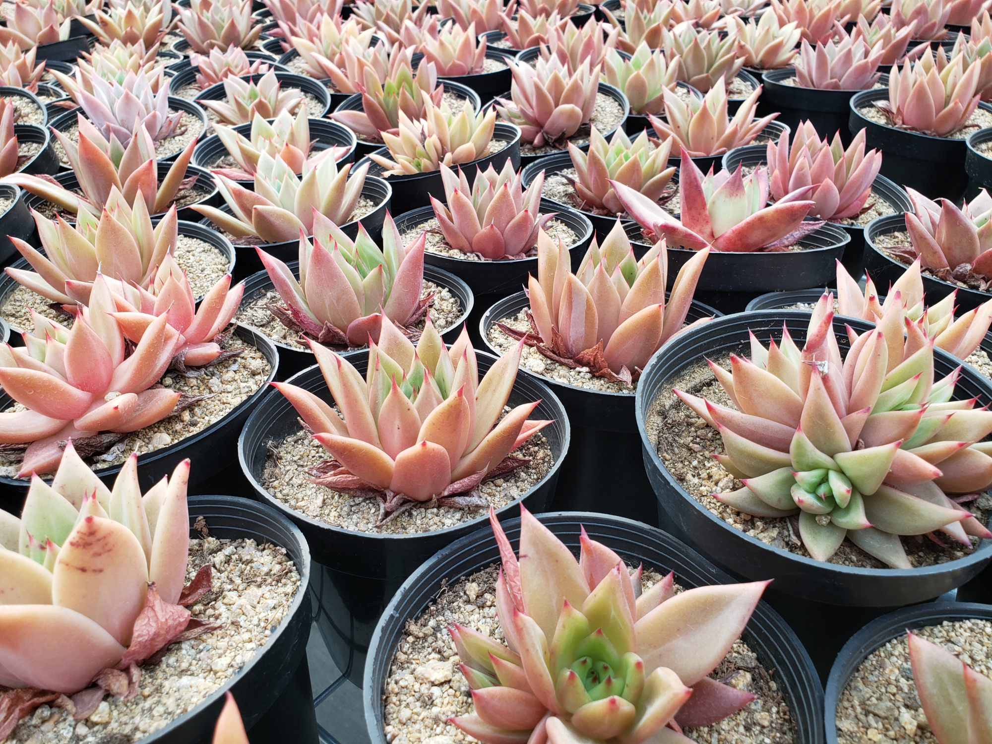 多肉种类多,"华美""最后的舞者"争相斗艳,最后1种名字太美