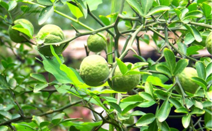 一种树能"防贼"却常用来嫁接一种水果, 专家: 它本身价值更珍贵