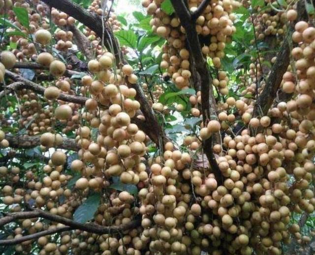 南方这一种“水果”，能结上千斤果，卖50元一斤，果农却不愿种