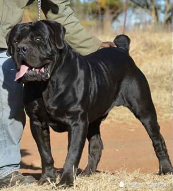 此犬被当地人奉为"黑珍珠",凶猛程度堪称"嗜血兽",秒杀藏獒