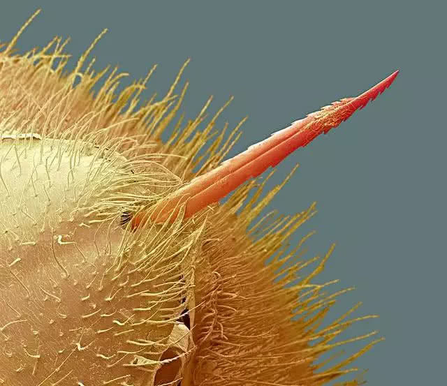 蜜蜂蜇人过程放大20倍,你会看到下面的这些景象:首先它会像将毒刺刺入