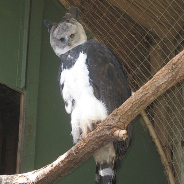 来见见全球最大的老鹰之一「哈比鹰harpy eagle」!
