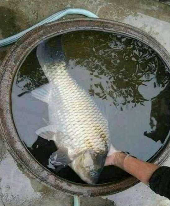 男子钓到3斤大鲫鱼比平常重5倍村里老人说了句话他赶紧放生