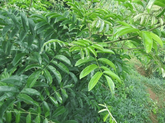 据说吃了这野货,力气比牛大,看见这藤赶紧刨,挖一斤值不少钱!