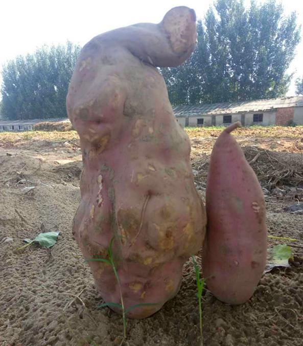 男子从地里挖出25斤重的巨型红薯,高兴得合不拢嘴