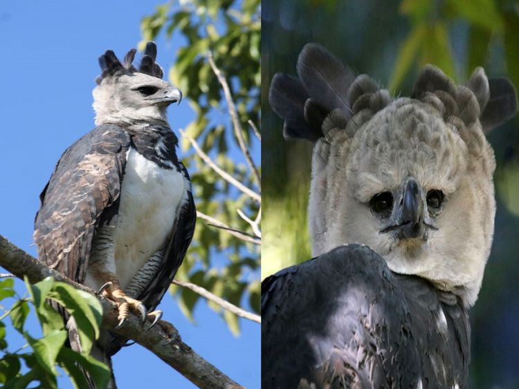 巨型猛禽哈比鹰长相超奇特侧脸超帅正脸却让人无法直视