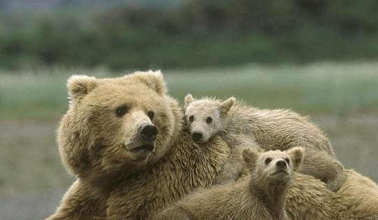 当棕熊遇到北极熊,谁的胜算更大?