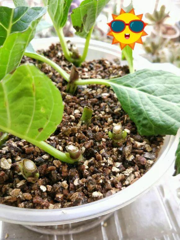 杜鹃托盘蛭石扦插法结果:-塑料瓶水插法-很多花卉在水培环境中,生根